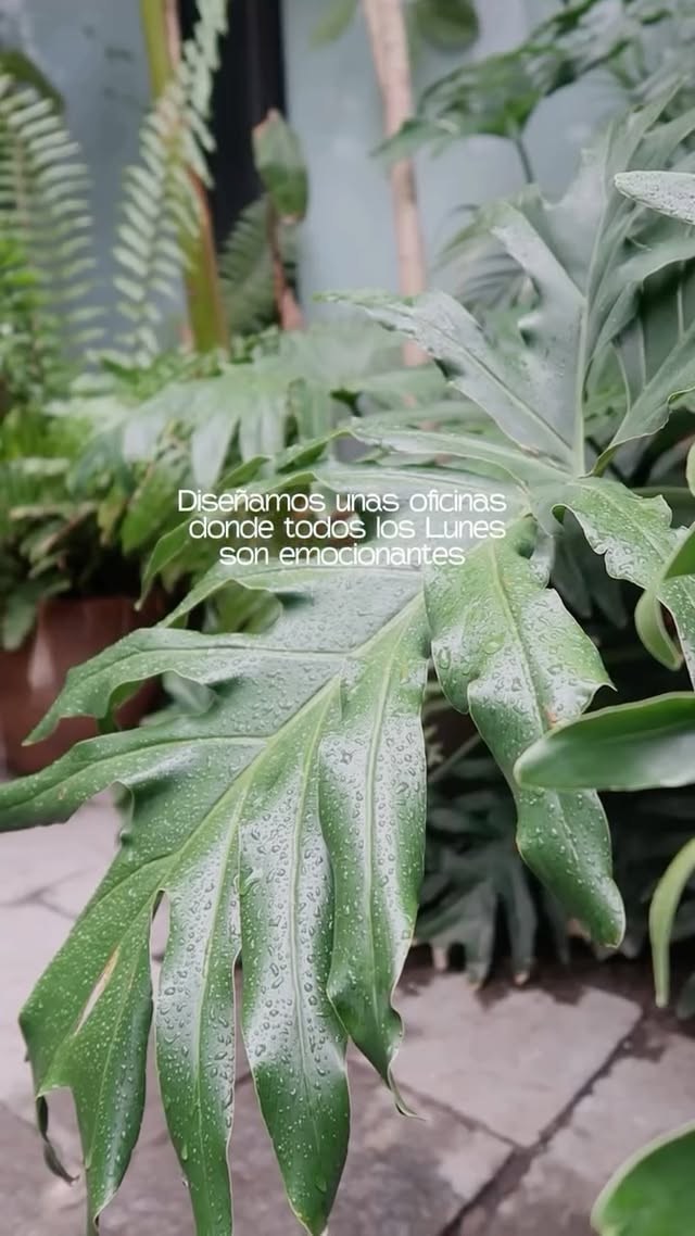 Plantas de Grou Co con texto sobre oficinas donde los lunes son emocionantes